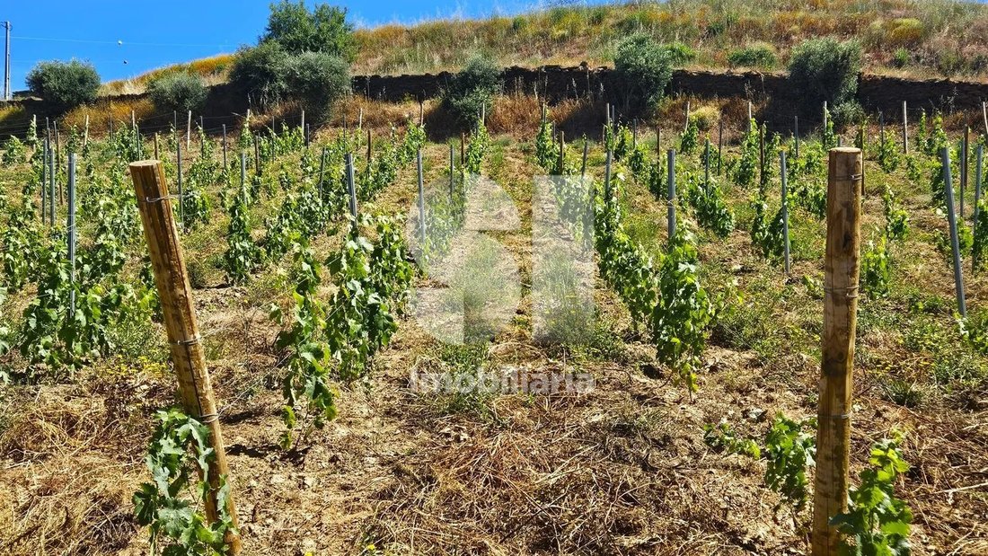 Farm Ranch in Ervedosa do Douro, Viseu District, Portugal 3 - 17752070