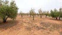 Land in Escuzar, Andalusia, Spain 4 - 17767253
