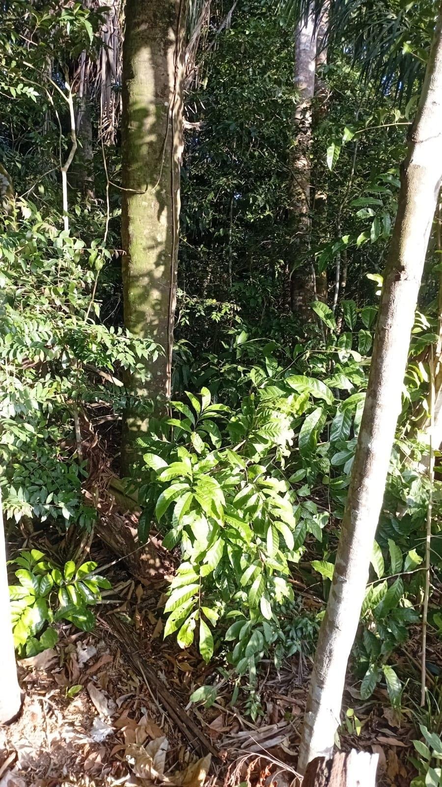 Land in Villa Rosario, Provincia de Panamá Oeste, Panama 3 - 17767283