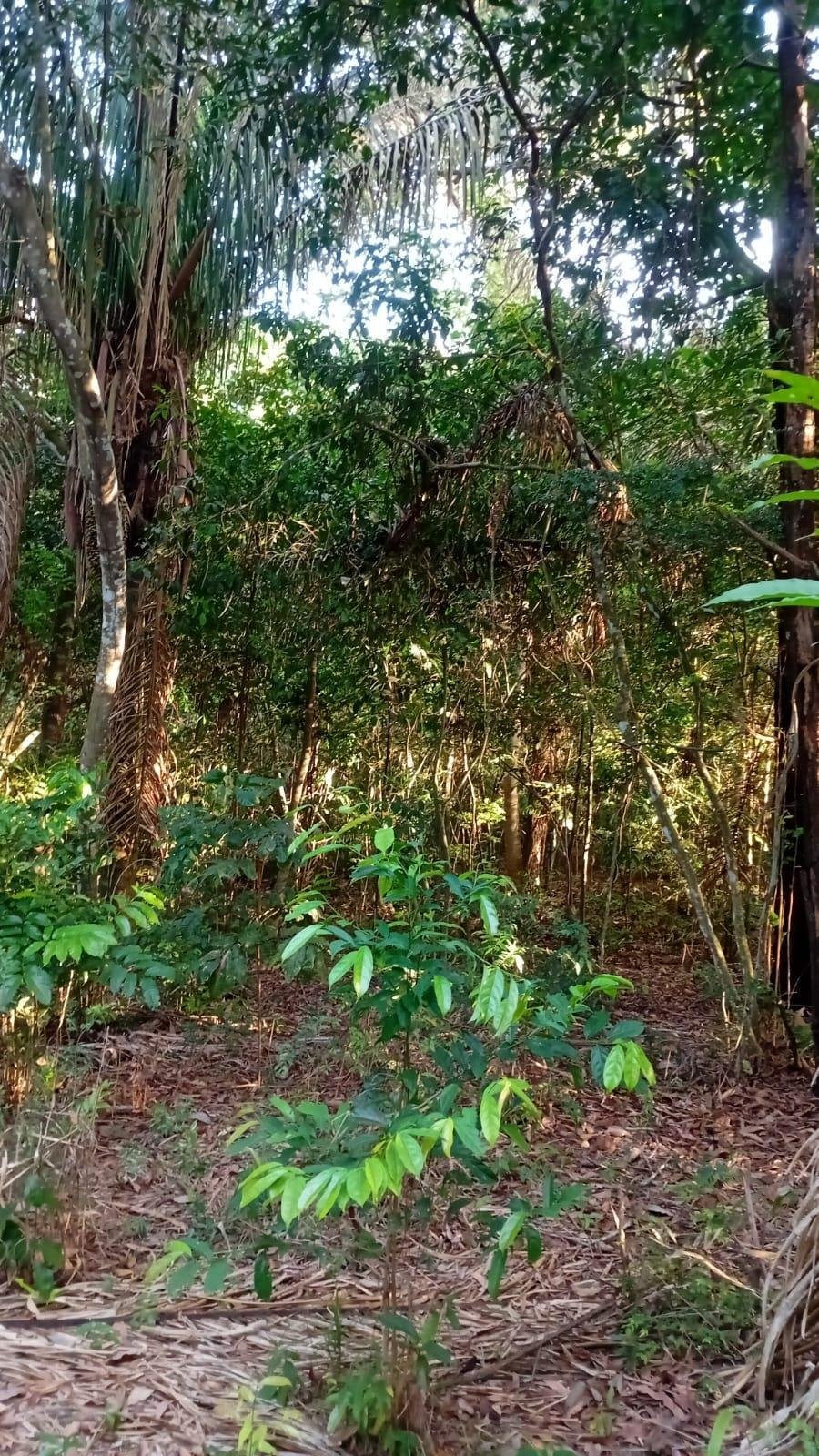 Land in Villa Rosario, Provincia de Panamá Oeste, Panama 4 - 17767283