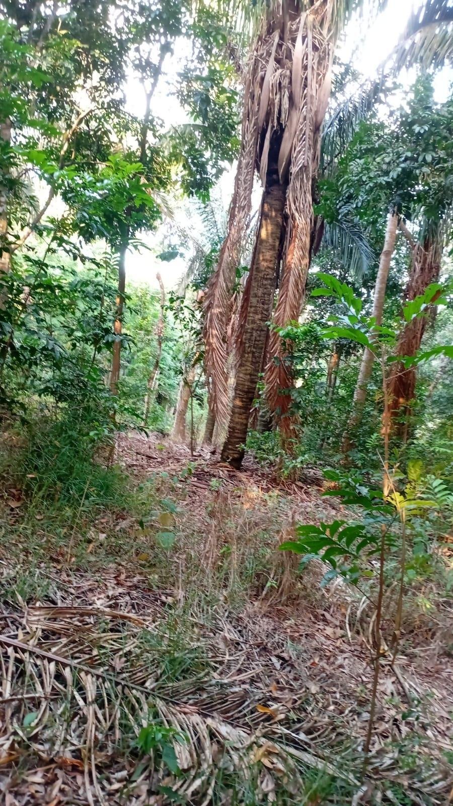 Land in Villa Rosario, Provincia de Panamá Oeste, Panama 5 - 17767283
