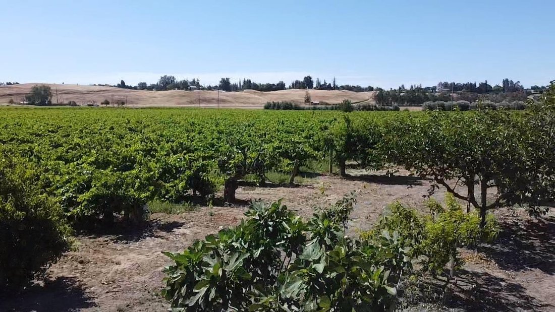 Farm Ranch in Clovis, California, United States 3 - 17483832