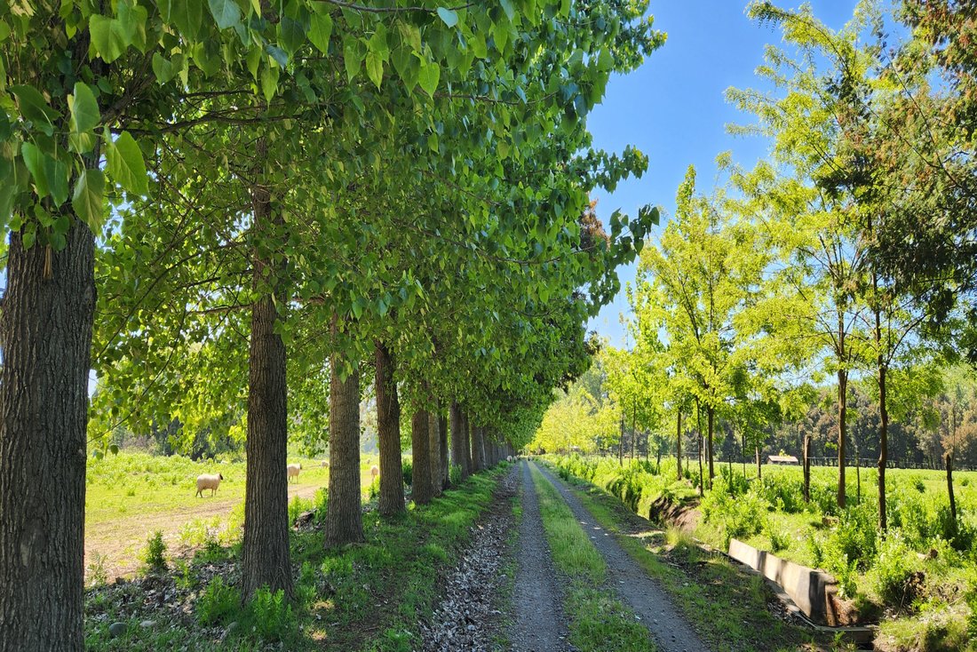Farm Ranch in Los Angeles, Bio Bio, Chile 3 - 17785766