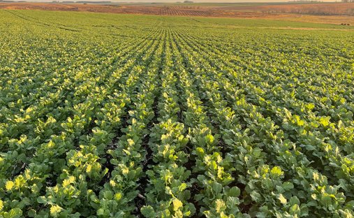 Azienda agricola a Sánchez, Dipartimento di Río Negro, Uruguay 1