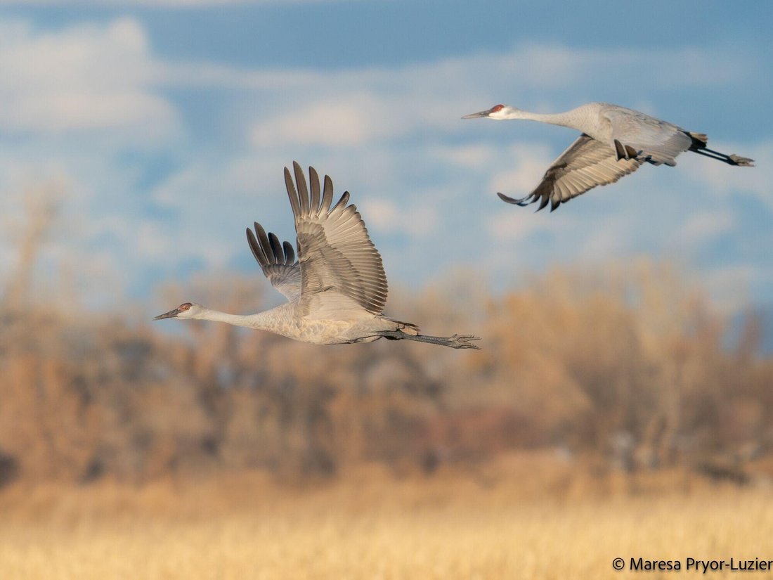 Bosque, New Mexico, United States 3 - 17792602