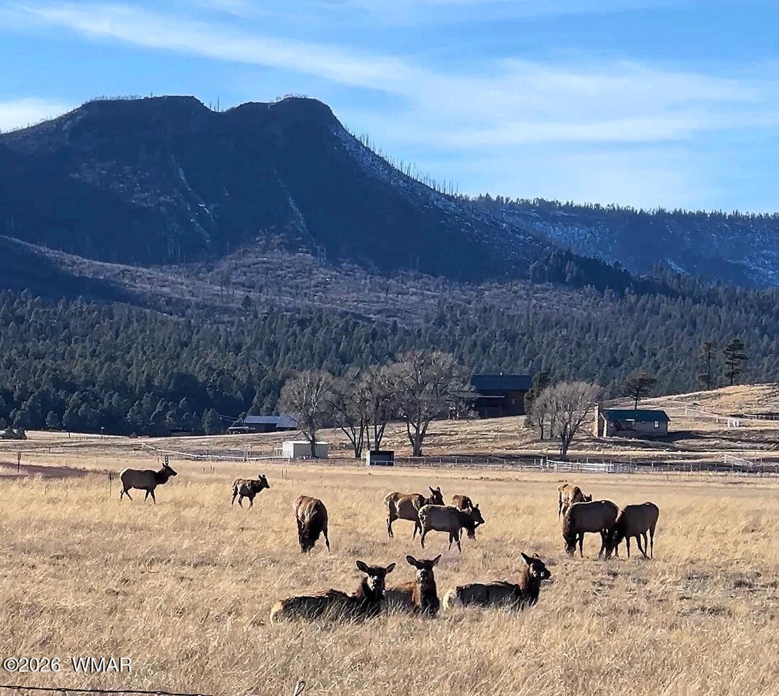 Alpine, Arizona, United States 3 - 17791390