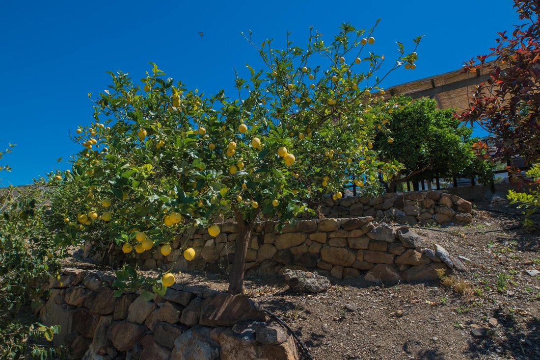 Country House in Alcaucin, Andalusia, Spain 4 - 17094425