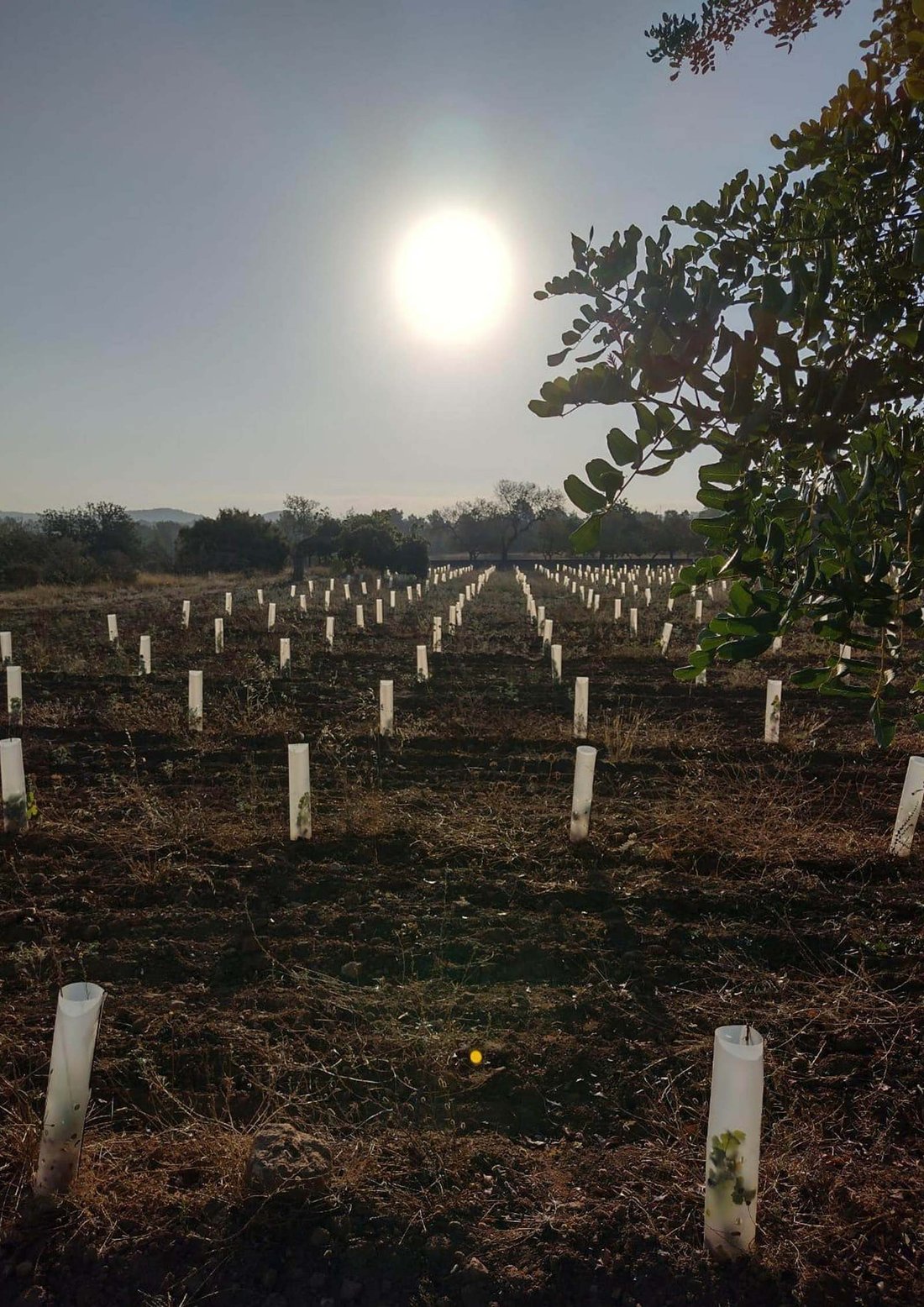 Land in Sant Antoni de Portmany, Balearic Islands, Spain 4 - 17531415