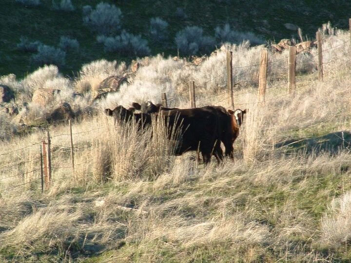 Farm Ranch in Hay, Washington, United States 1 - 17635615