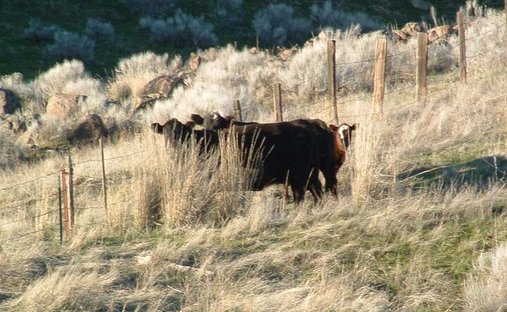 Farm Ranch in Hay, Washington, United States 1