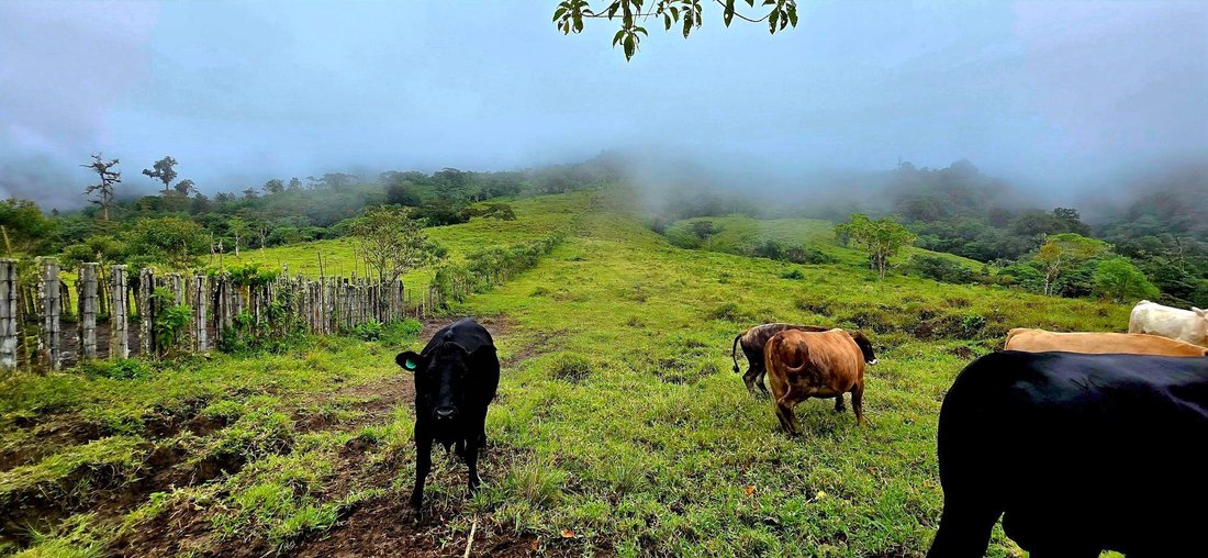 Finca in Guayabal, Chiriquí Province, Panama 3 - 17802376