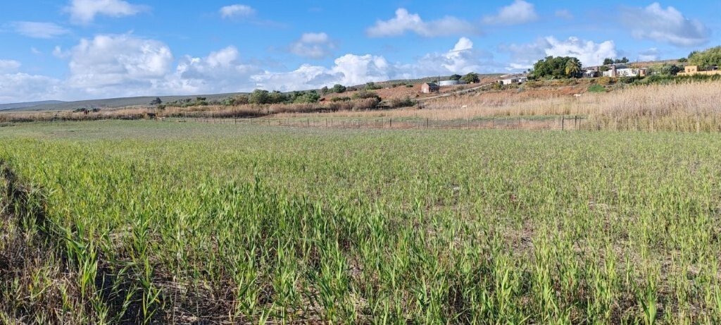 Farm Ranch in Lutzville, Western Cape, South Africa 4 - 17803999