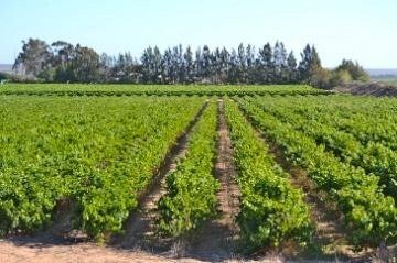 Farm Ranch in Lutzville, Western Cape, South Africa 2 - 17803999