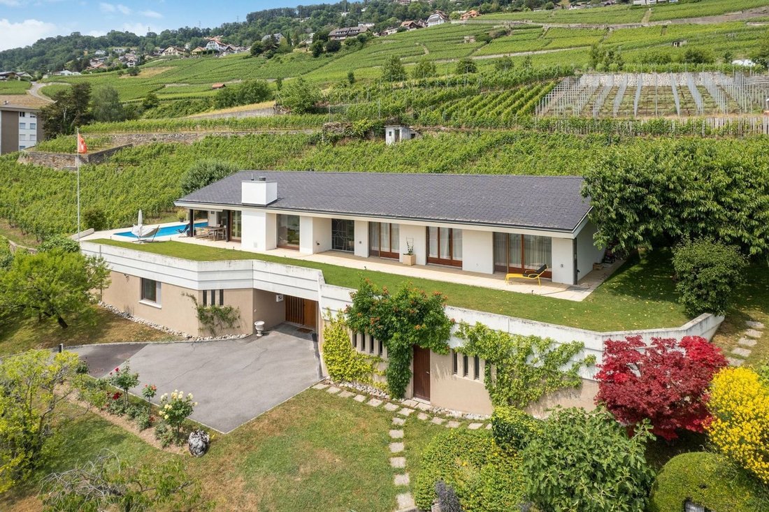 Between The Green Of The Vines And The Blue Of The Lake