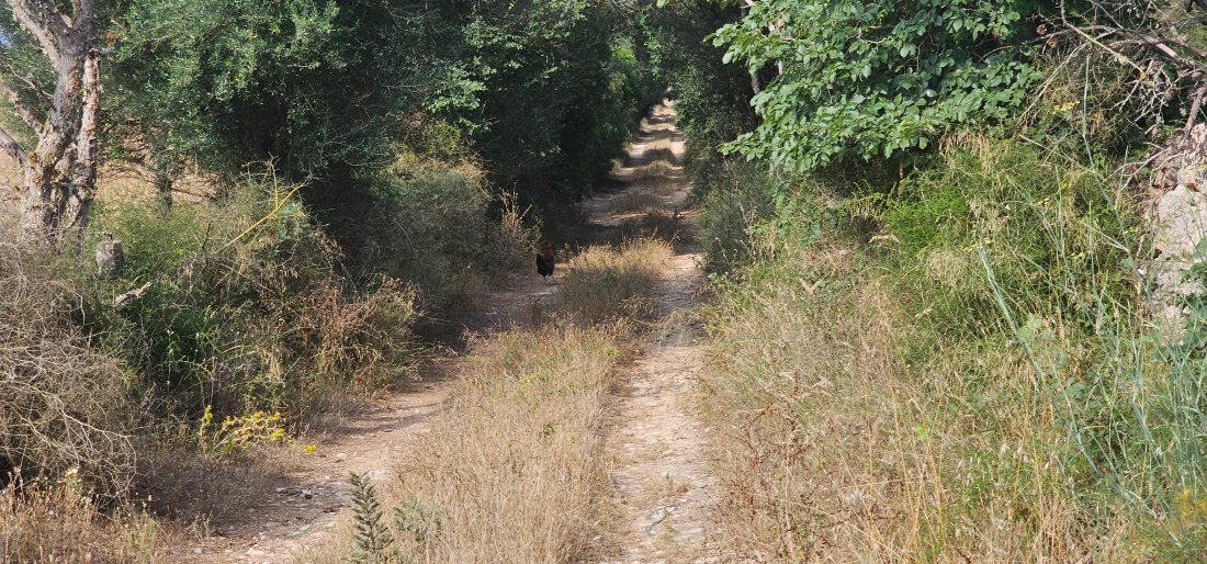 Finca in Porreres, Balearic Islands, Spain 3 - 17807862