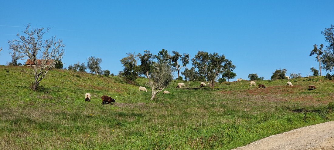 Land in Grandola e Santa Margarida da Serra, Setubal, Portugal 1 - 17809177