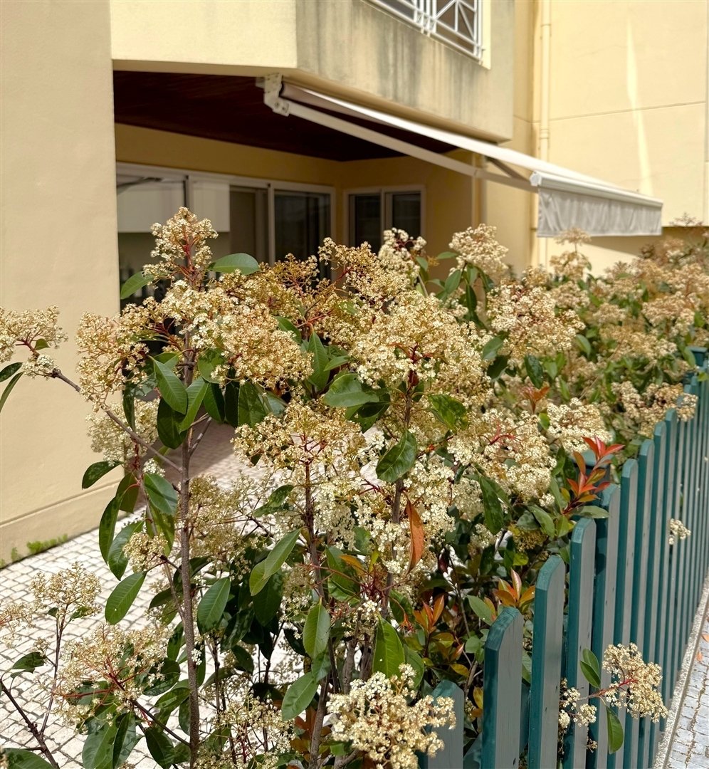 Apartment in Aldoar, Foz do Douro e Nevogilde, Porto District, Portugal 3 - 17236008