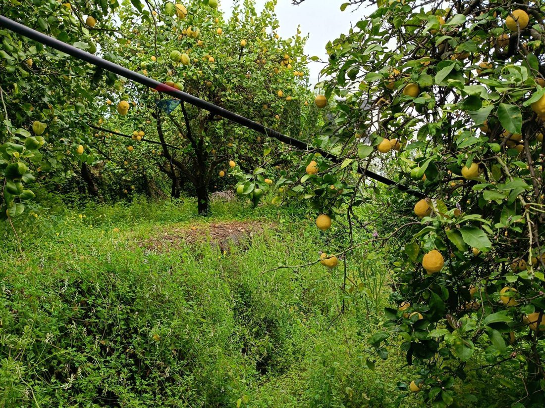 Land in Mascali, Sicily, Italy 2 - 17815322