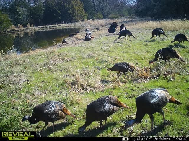 Land in Crocker, Missouri, United States 4 - 17780311