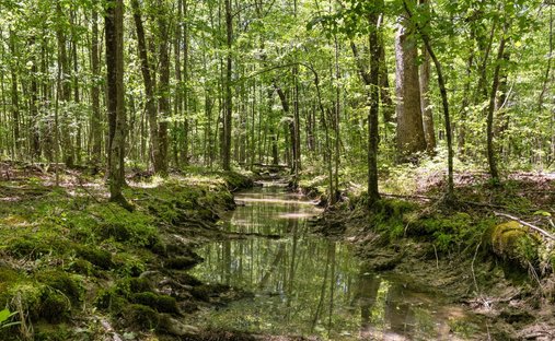 Land in Bradyville, Tennessee, United States 1