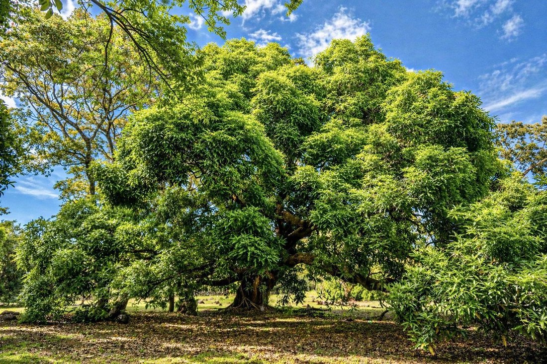Finca in Dolega, Chiriquí Province, Panama 4 - 17816922