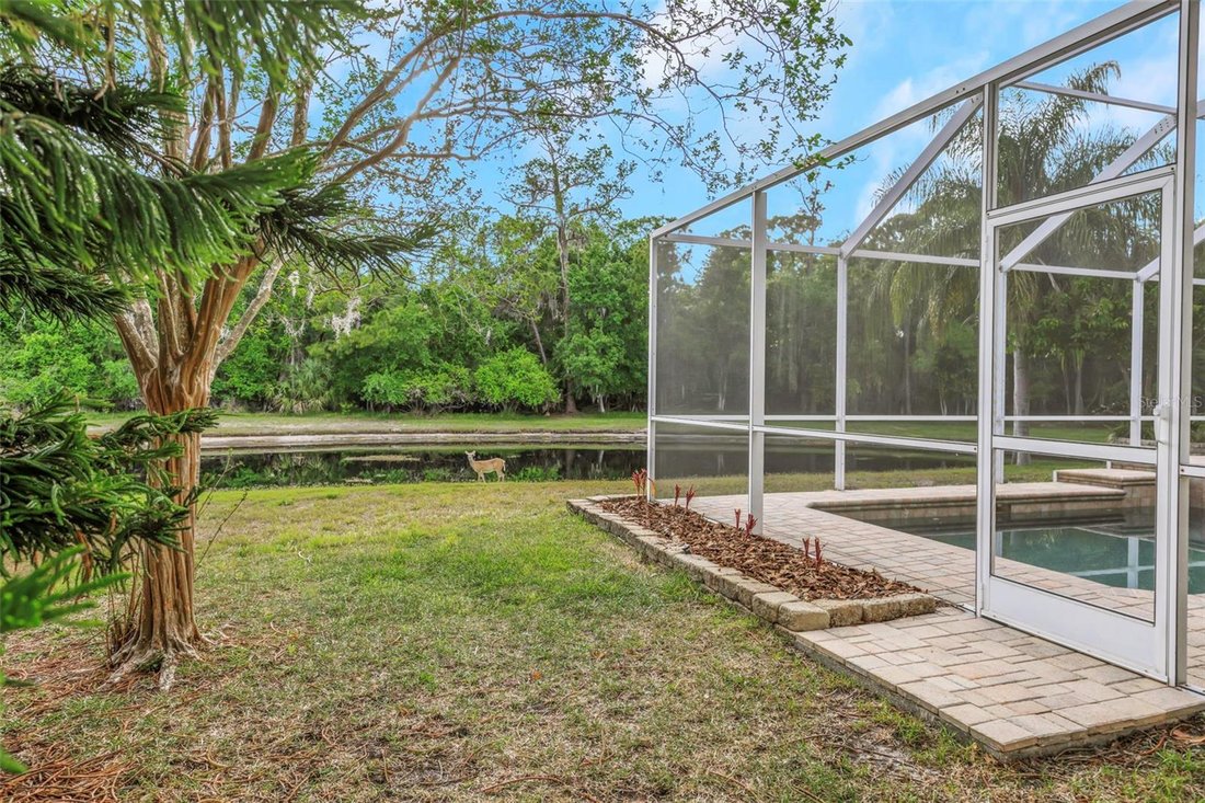 House in Palm Harbor, Florida, United States 4 - 17809046