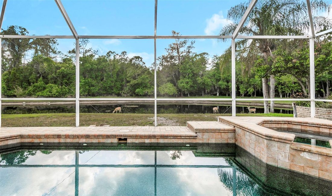 House in Palm Harbor, Florida, United States 3 - 17809046