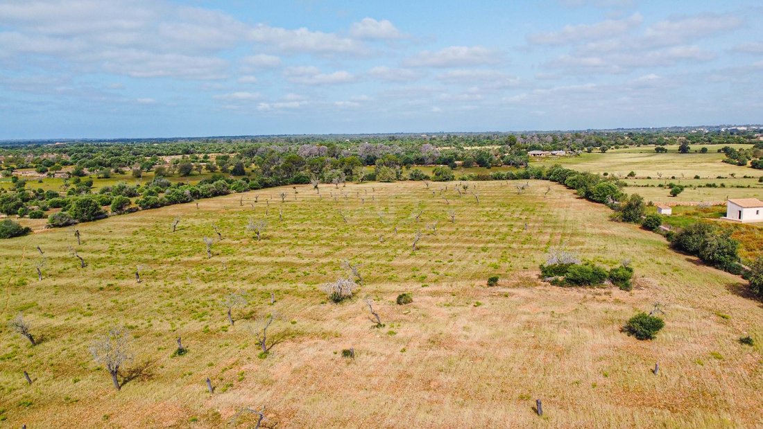 Land in Llucmajor, Balearische Inseln, Spanien 2 - 17742473