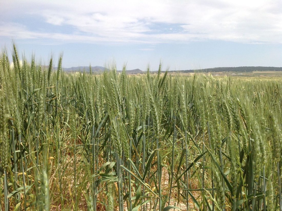 Land in Jumilla, Región de Murcia, Spain 5 - 15248178