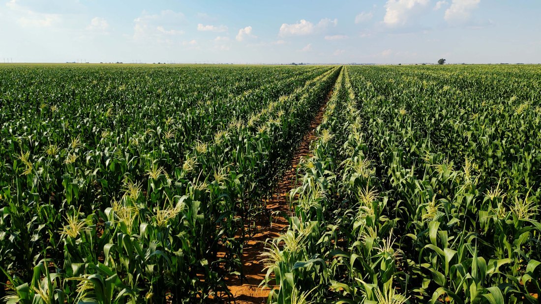 Land in Hennenman, Free State, South Africa 2 - 17837744