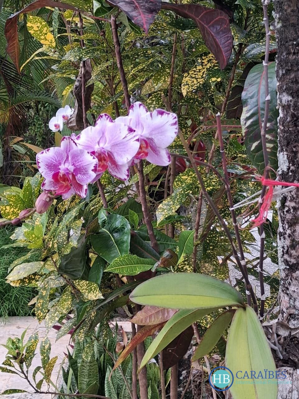 Villa in Las Terrenas, Samaná Province, Dominican Republic 5 - 17840890