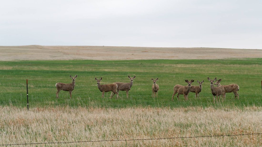 Land in Merriman, Nebraska, United States 3 - 17842818