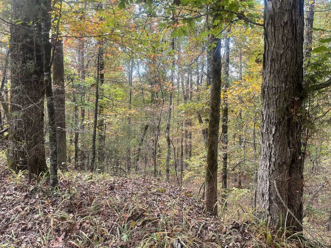 Land in McCarley, Mississippi, United States 4 - 17842838