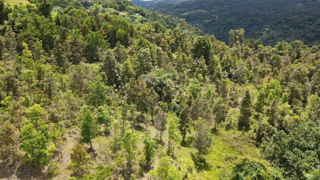 Land in Canovanas, PR, United States 5 - 17842809