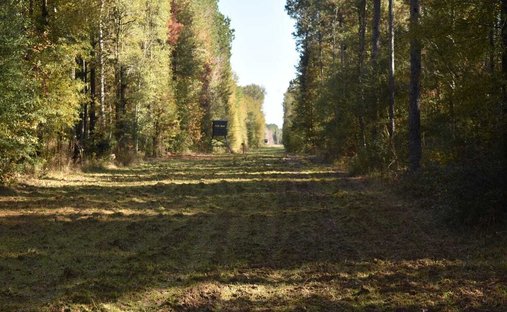 Land in Clinton, Louisiana, United States 1