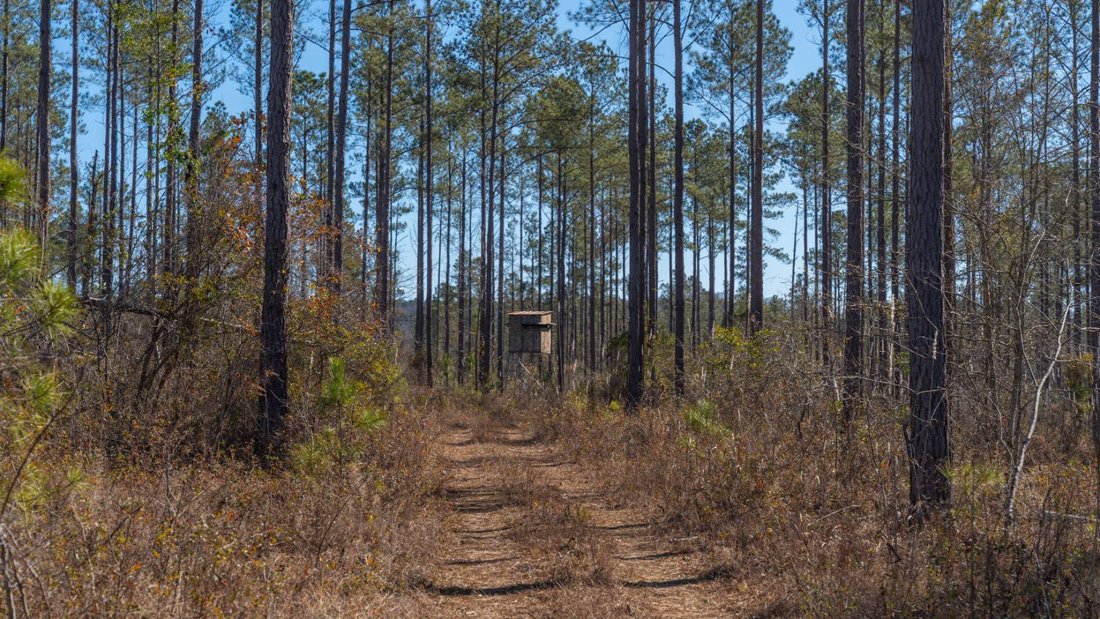 Land in Buena Vista, Georgia, United States 4 - 17842840