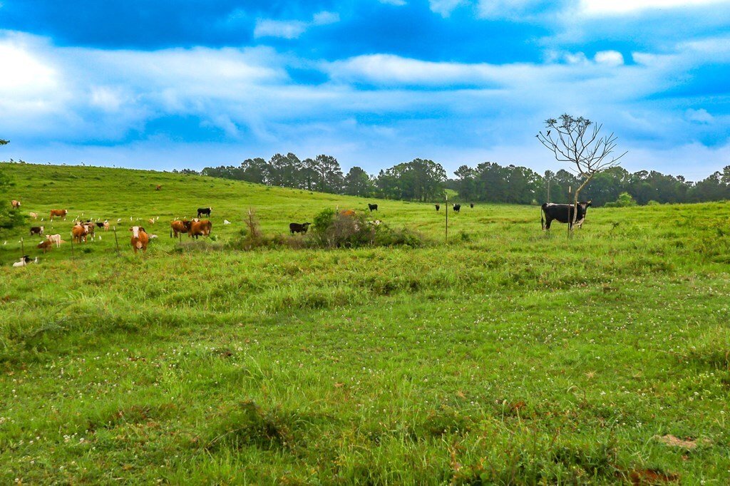 Land in Bronson, Texas, United States 2 - 17842550