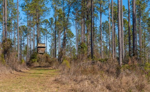 Land in Buena Vista, Georgia, Vereinigte Staaten 1