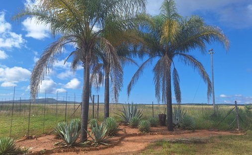 Azienda agricola a Van Alphens Vlei, Limpopo, Sudafrica 1