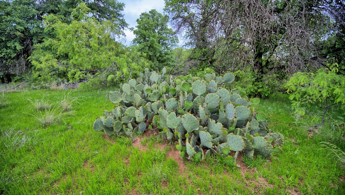 Farm Ranch in Henrietta, Texas, United States 4 - 17843218