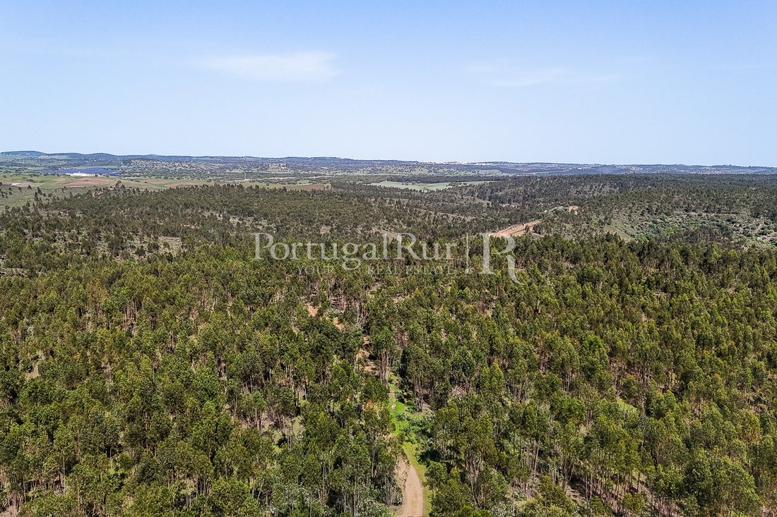 Estate in Terena (Sao Pedro), Évora District, Portugal 5 - 15238580