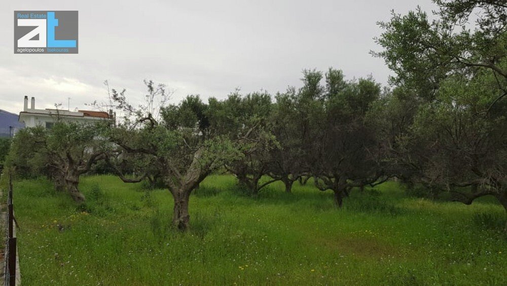 Land in Agiou Basileiou, Peloponnese, Western Greece and the Ionian, Greece 4 - 17843878