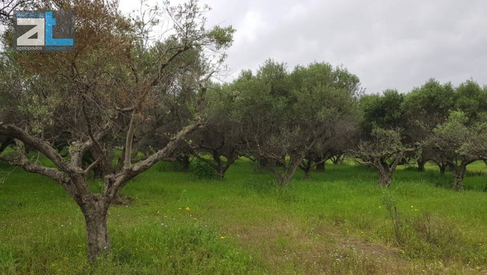 Land in Agiou Basileiou, Peloponnese, Western Greece and the Ionian, Greece 5 - 17843878