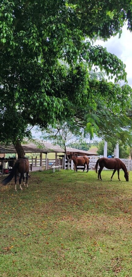 Farm Ranch in Ronco, State of Paraná, Brazil 4 - 17850381