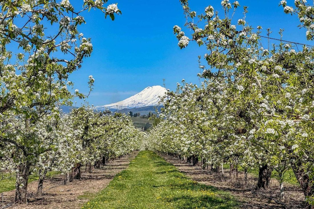House in Hood River, Oregon, United States 3 - 17852712