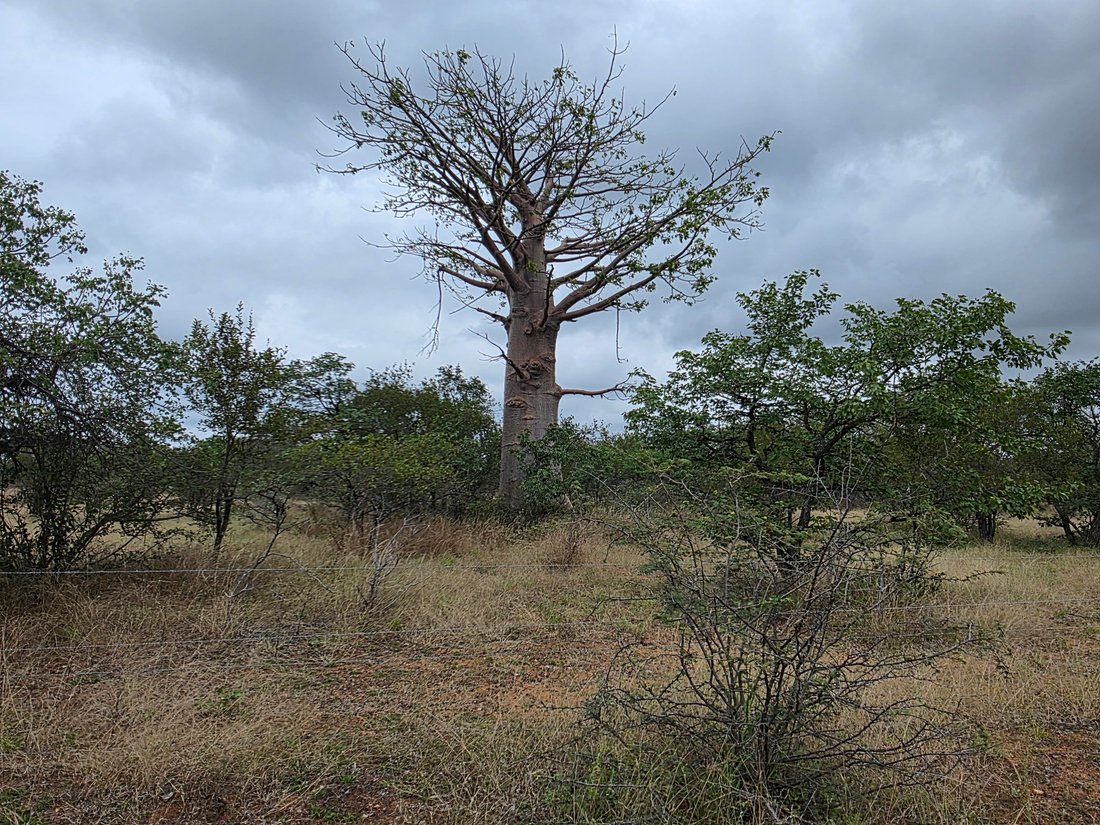 Farm Ranch in Alldays, Limpopo, South Africa 3 - 17853743