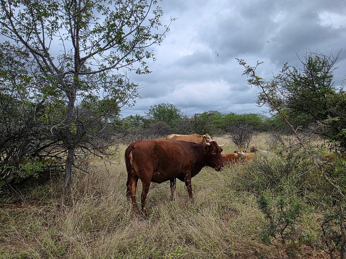 Farm Ranch in Alldays, Limpopo, South Africa 4 - 17853743