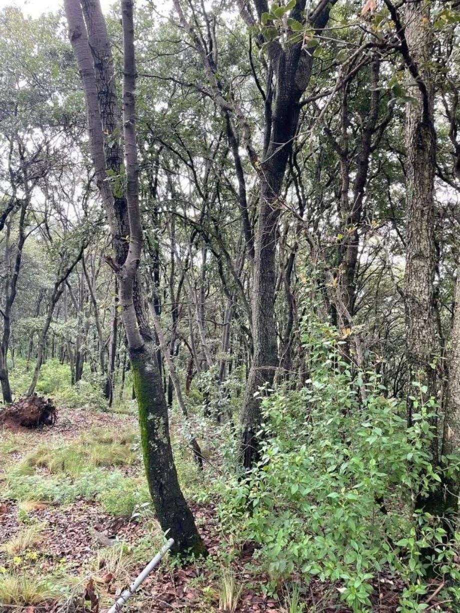 Land in Rancho Blanco Ejido de Espíritu Santo, State of Mexico, Mexico 1 - 17873274