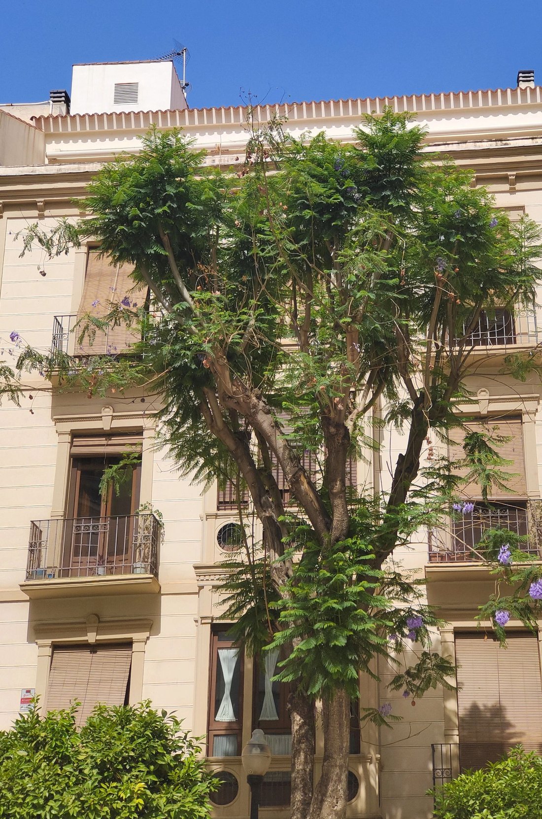 Brena Baja, Canary Islands, Spain 1 - 12062342