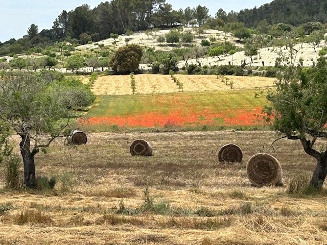 Land in Montuiri, Balearic Islands, Spain 3 - 17872140